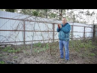 Обрезка ежевики_ Как сделать это правильно и получить хороший урожай_