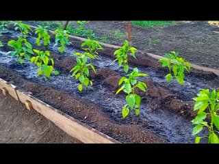 Перец выращиваю так и Проблем Не Знаю! Идеальный способ для сладкого и горького перца.