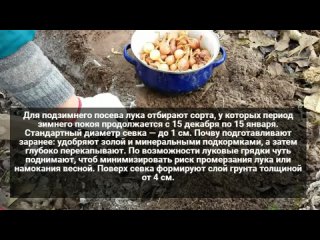 Посадка лука под зиму &ndash; оптимальные сроки и подходящие сорта.
