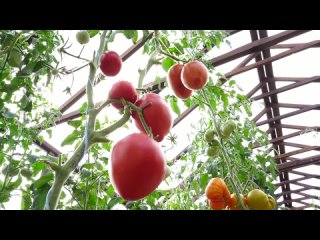 САМЫЕ ВКУСНЫЕ И СЛАДКИЕ ТОМАТЫ!!! ЛУЧШИЕ ПРОВЕРЕННЫЕ КРАСНЫЕ И РОЗОВЫЕ СОРТА, КОТОРЫЕ Я САЖАЛ!