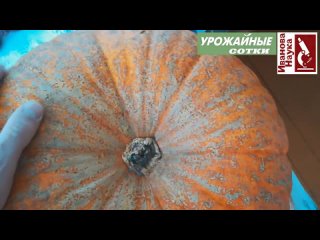 Как БЕЗОПАСНО сохранить тыкву и защитить ее от порчи_ Простые, но важные правила.
