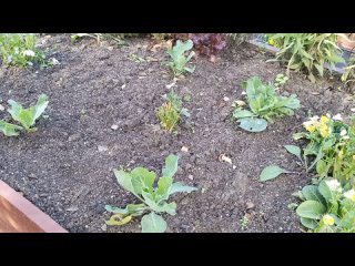 Чем Закрыть дорожки между грядок‼️Идеальное решение❗Наш огород 2025? Рулетики из кабачков #огород