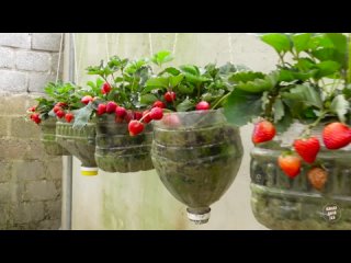 Выращиваем много клубники в домашних условиях!