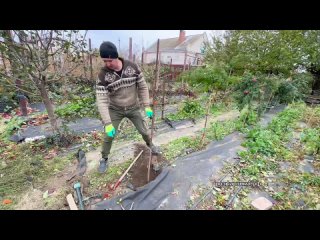 Укрытие Штамбовой Розы//Самый надежный метод.