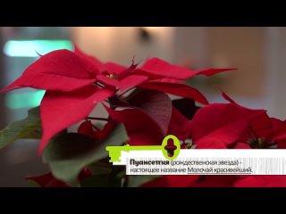 Секреты выращивания РОЖДЕСТВЕНСКОЙ ЗВЕЗДЫ - ПУАНСЕТТИИ. Это цветок на долгие годы!