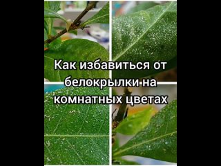 Как избавиться от белокрылки на комнатных растениях