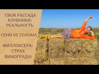 Покупаем овощи у соседей | Размножение редиса | Злостный вредитель винограда
