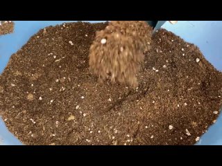 ВЫРАЩИВАНИЕ ОГУРЦОВ В СТАКАНЕ! НОВОЕ РАЗВЛЕЧЕНИЕ ОГОРОДНИКОВ