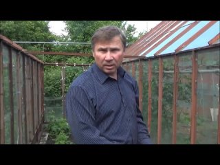 Что делать с усами клубники во время цветения