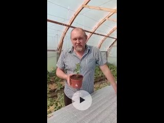 Выращиваем абрикос из косточки