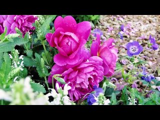 Какие цветы посадить с розами. Соседи для розы