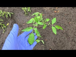 Томаты Вмиг Заплодоносят, Фитофторы у помидор Не Будет Никогда Подкормка для Июня!