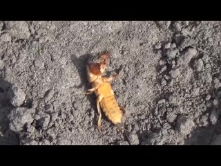 Забудьте о медведке - эффективный способ борьбы! Как бороться с медведкой? ? Полезные советы агр...