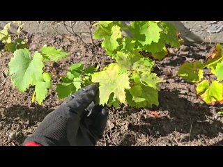 ЭТОТ СПОСОБ ЗАПРЕЩАЛИ ПОКАЗЫВАТЬ! Укореняем черенки за 1 день от роз до винограда