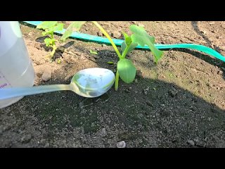 3 Капли и ОГУРЦОВ нарастает тонна, огурцы обильно заплодоносят и не будут болеть!