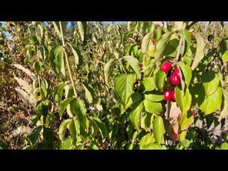 Кизил сорт Владимирский и особенности выращивания кизила Кизил сорт Владимирский и особенности выращивания кизила