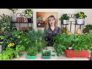 СУПЕР СПОСОБ ВЫРАЩИВАНИЯ УКРОПА И ПЕТРУШКИ ДАЖЕ ЗИМОЙ!.mp4