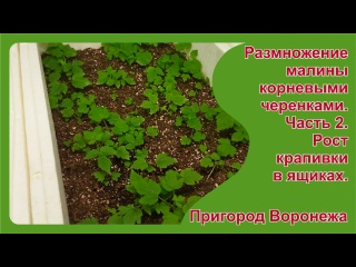 Укоренение крапивки малины. Часть 2. Рост крапивки в ящиках. Пригород Воронежа