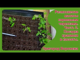 Укоренение крапивки малины. Часть 3. Посадка крапивки в кассеты. Пригород Воронежа