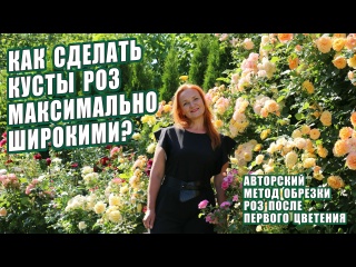 РОЗЫ. ОБРЕЗКА РОЗ ПОСЛЕ ЦВЕТЕНИЯ. КАК СДЕЛАТЬ КУСТЫ РОЗ ШИРОКИМИ? РОЗЫ В САДУ ОБРЕЗКА ВСЕХ ГРУПП РОЗ