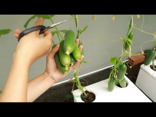 Отличный способ выращивания огурцов в домашних условиях