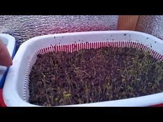 Выращиваем микрозелень петрушки и укропа