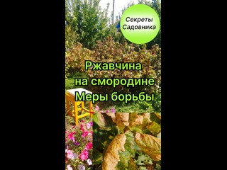 Ржавчина на смородине. Меры борьбы