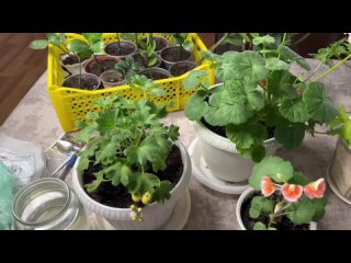 Внесите это удобрение в ноябре-декабре. Герань зацветет пышной шапкой и желтеть не будет.