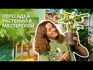 Пересадка комнатных растений