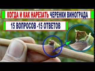 Когда и как нарезать черенки винограда для укоренения и прививок. Как выбрать, нарезать, проверить