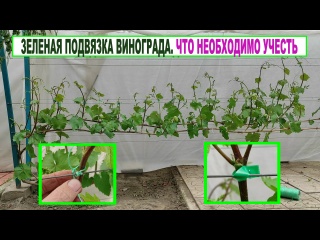Правила зеленой подвязки винограда. Формируем кусты винограда весной.