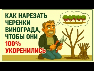 Как правильно нарезать черенки винограда для укоренения или прививки.