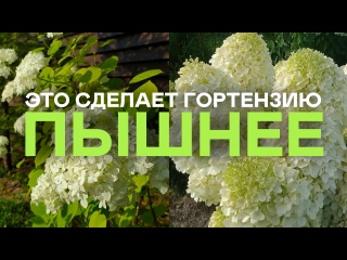 Пышная Гортензия За 20 Минут! Вы Не Поверите Но Реально Работает!