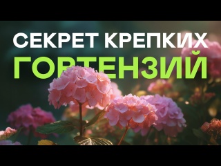 Пышные Гортензии Нельзя Вырастить Если Не Знать Эти Сорта!