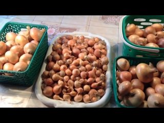 Простой и надежный способ посадки лука под зиму