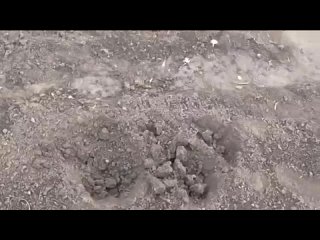 Почему у меня на участке нет сорняков