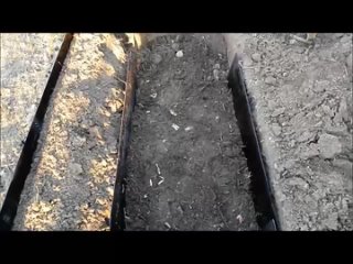 Как правильно посадить малину