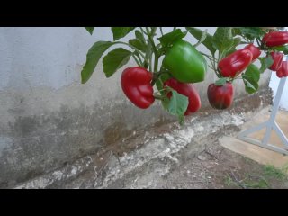Выращивание болгарского перца в пластиковых бутылках на балконе и во дворе.