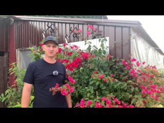 Обзор бугенвиллии в нашем питомнике