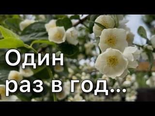 Цветение чубушника. Обзор сортов. Садовый жасмин. Плюсы и минусы
