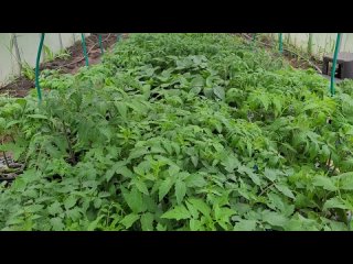 Томаты моей селекции .Высаживаю рассаду в теплицу