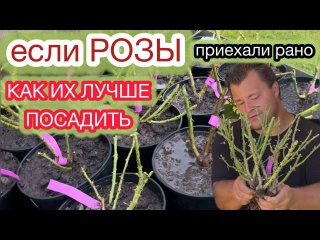 КОГДА И КАК САЖАТЬ РОЗЫ С ГОЛЫМ КОРНЕМ ОСЕНЬЮ.