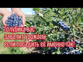 САЖАЮ ГОЛУБИКУ и РОДОДЕНДРОНЫ. Самый лучшие условия для выращивания королевской ягоды и не только...