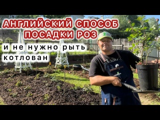 САЖАЮ РОЗЫ ПО-АНГЛИЙСКИ. Быстро, легко и спина не болит!