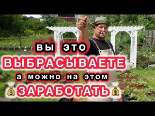ХВАТИТ ТРАТИТЬ ЗАРПЛАТУ В САДОВЫХ ЦЕНТРАХ! Пора размножать самим и зарабатывать на этом.