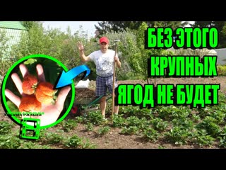 5 ПРИЕМОВ ОГРОМНОГО УРОЖАЯ КЛУБНИКИ (ЗЕМЛЯНИКА САДОВАЯ) + КУЧА СОВЕТОВ. САД (ОГОРОД) И ТЕПЛИЦА 16-21