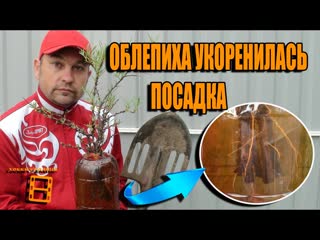 РАЗМНОЖЕНИЕ ОБЛЕПИХИ ЧАСТЬ 2. ОБЛЕПИХА УКОРЕНИЛАСЬ, ПОСАДКА ОБЛЕПИХИ. САД (ОГОРОД) И ТЕПЛИЦА