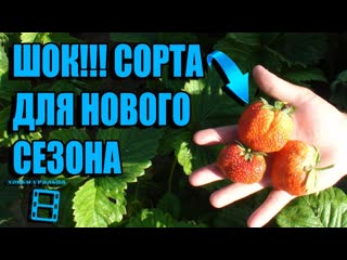 СУПЕР СОРТА КЛУБНИКИ (ЗЕМЛЯНИКИ) ДЛЯ ПОСАДКИ В НОВОМ СЕЗОНЕ. САД (ОГОРОД) И ТЕПЛИЦА