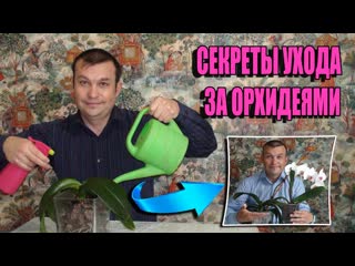 СЕКРЕТ ВЫРАЩИВАНИЯ ОРХИДЕЙ. УХОД ЗА ОРХИДЕЯМИ ФАЛЕНОПСИС В ДОМАШНИХ УСЛОВИЯХ. ПОЛИВ ОРХИДЕЙ