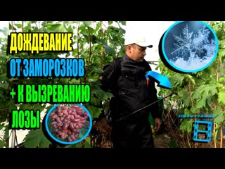 ДОЖДЕВАНИЕ - ЗАЩИТА ВИНОГРАДНИКА ОТ ЗАМОРОЗКОВ + К ВЫЗРЕВАНИЮ ЛОЗЫ. СЕВЕРНЫЙ ВИНОГРАДНИК 22-39